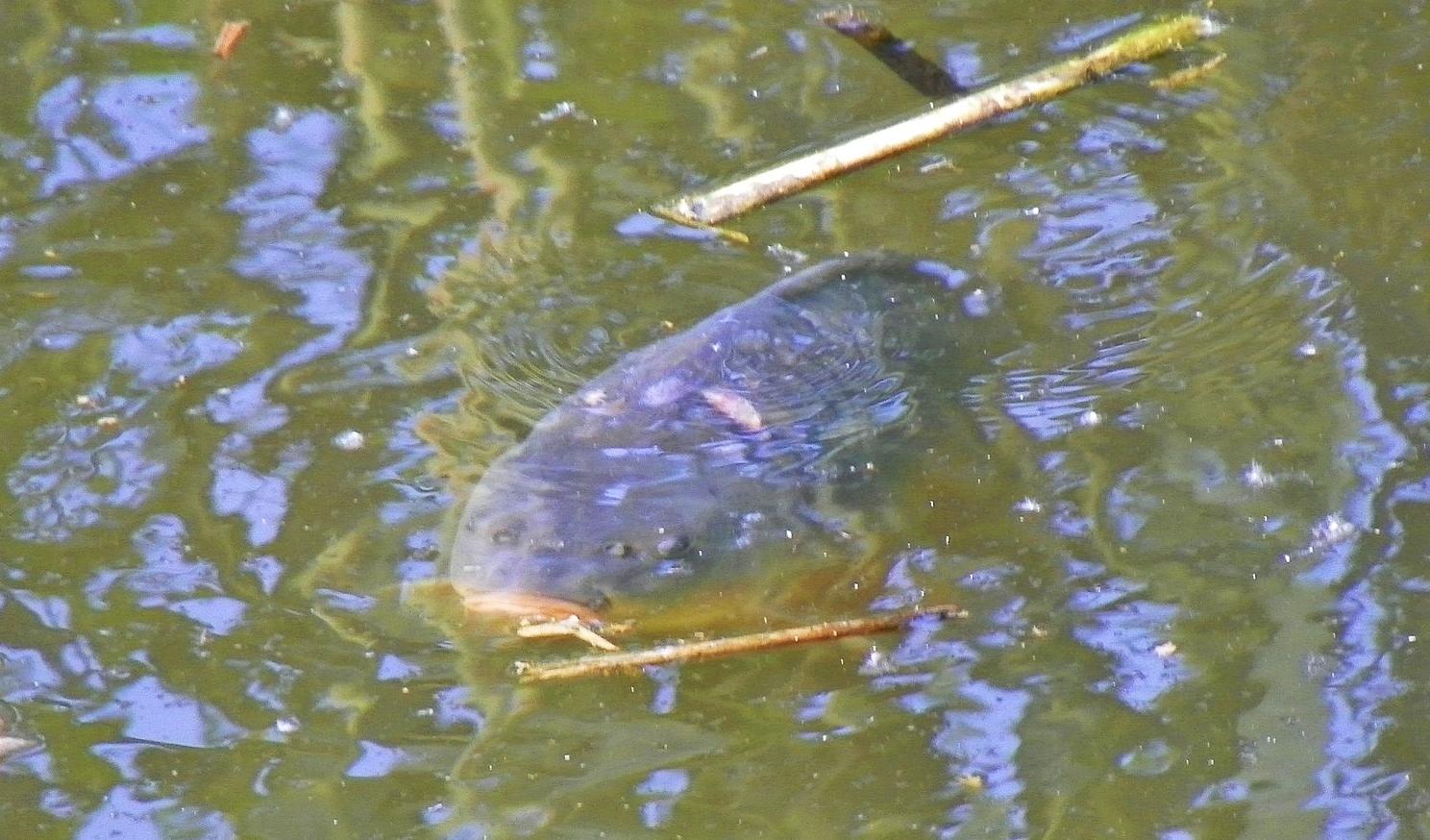 Crapmania (2) - 2011 - 1001610.JPG